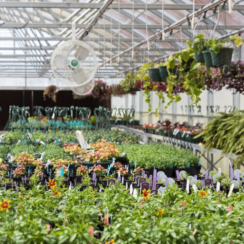 11Green plants lined up in a large greenhouse.