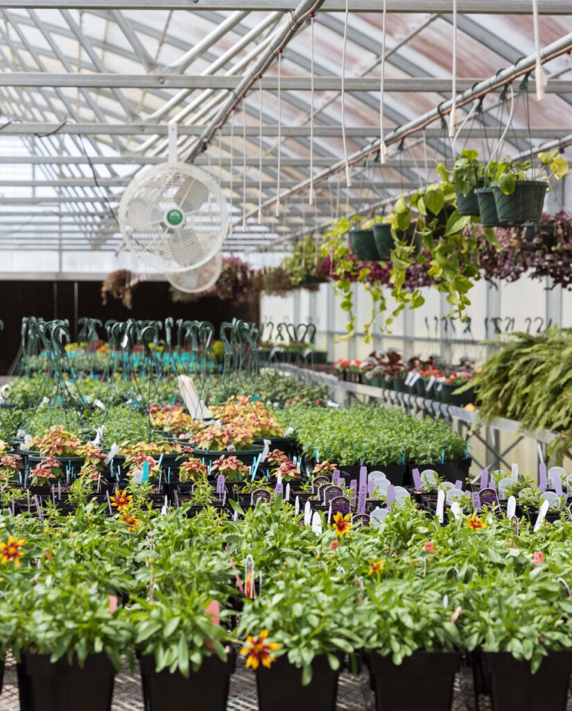 A row of green plants in a greenhouse. 