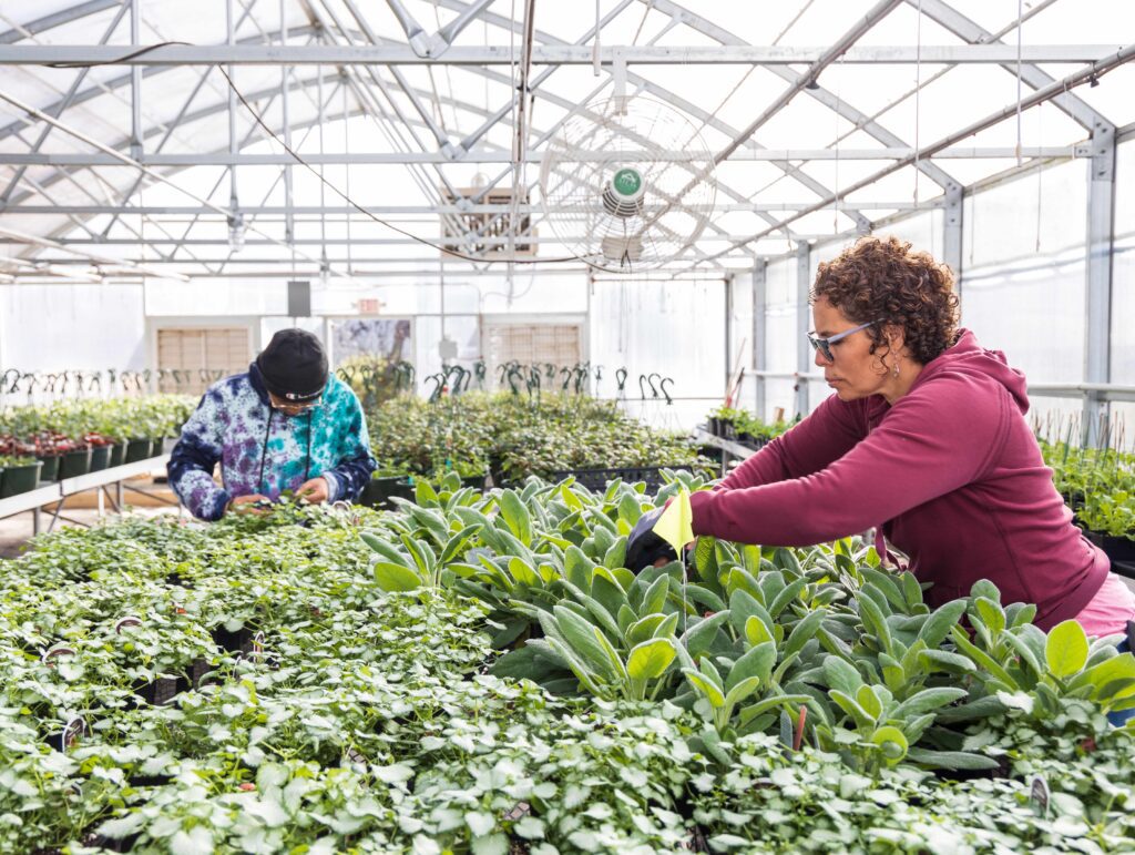 A row of plants in a green house with a student in blue and student in red on the right. 